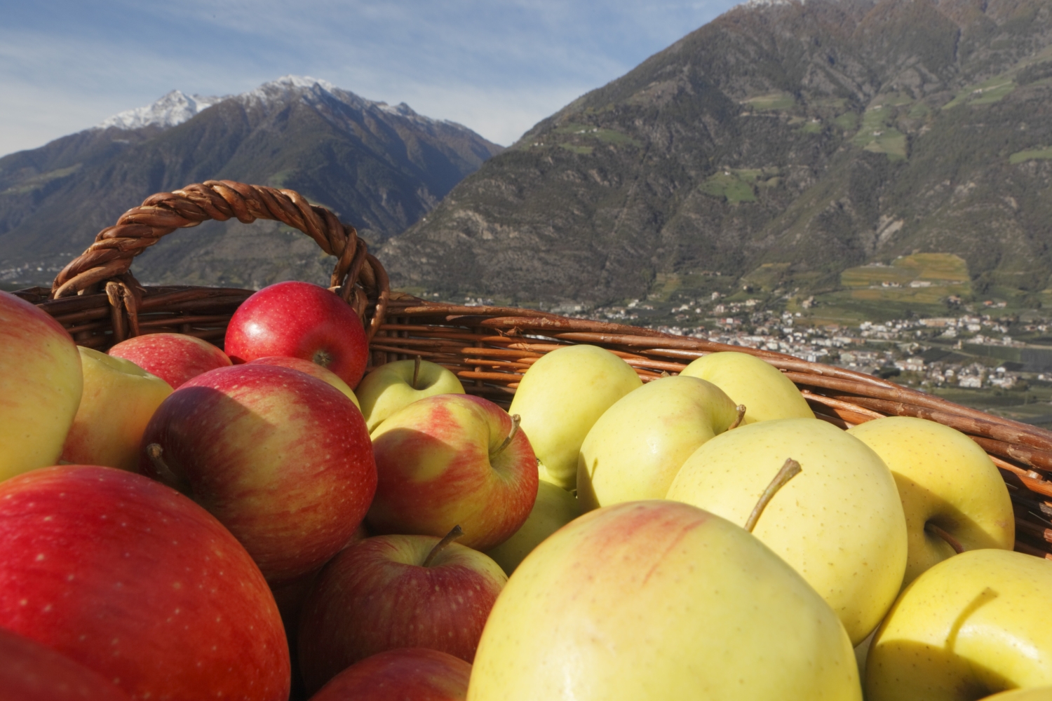 Deutsche-Politik-News.de | Apfelernte in Sdtirol  Frieder Blickle - MGM